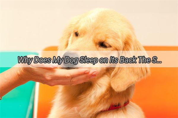 Why Does My Dog Sleep on Its Back The Surprising Truth Behind This Adorable Habit